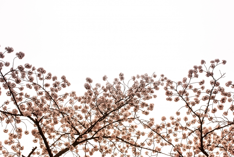 벚꽃,봄,삭물,나무,꽃,자연,환경,축제,싱그런,아름다운,사랑스러운,감성,하늘,봄,계절,spring,season,식물,자연,plants,nature,꽃,flower,plant,blossom,cherry blossom