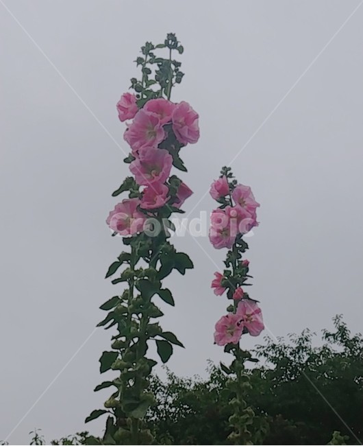 무궁화,꽃,흐린날,비오는날,식물