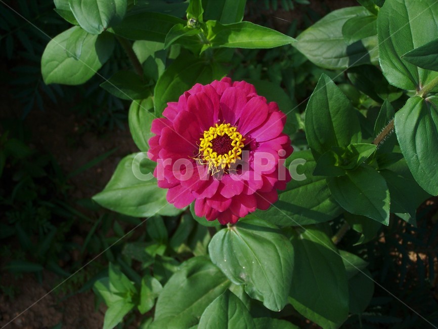 꽃백일홍,꽃,식물,아름다움,자연,queensflower,nature,floral,bloom,향기,scent,beautiful,plant,flower,식물,자연,plants,nature,꽃,flower