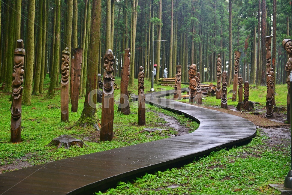 제주,절물자연휴양림,휴양림,비,path,통로,boardwalk,산책로,plant,식물,tree,나무