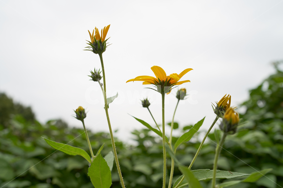 해바라기,낮,플라워,flower,꽃,초록,yellow,식물,자연,plants,nature,꽃,flower