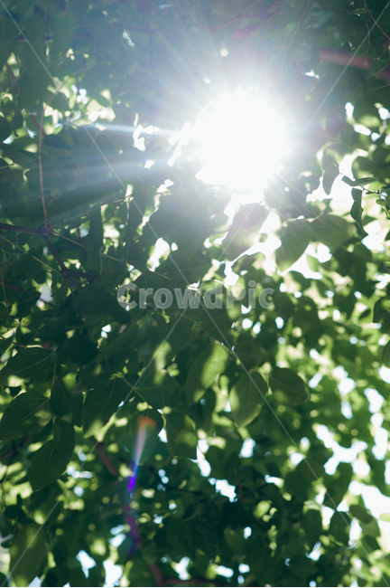 빛,햇빛,나무잎,바람,자연,배경,대추나무,식물,자연,plants,nature,휴식,힐링,rest,relaxation,healing
