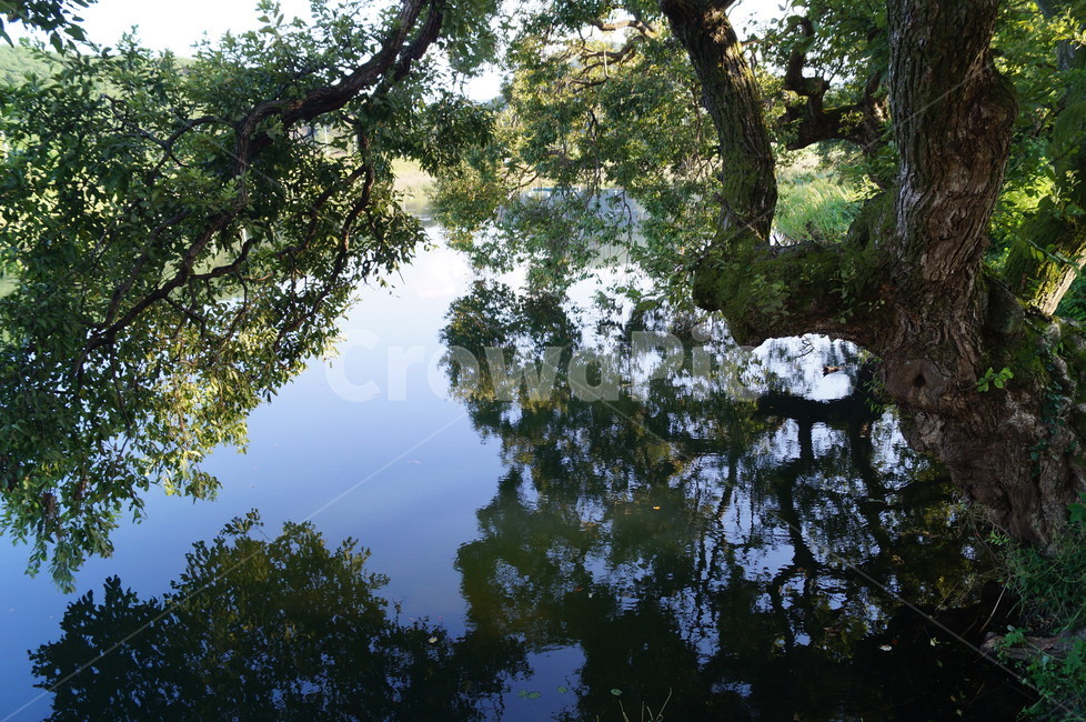 풍경,호수,나무,물그림자,식물,자연,풍경,nature,landscape,tree,plant,land,땅,outdoors,옥외