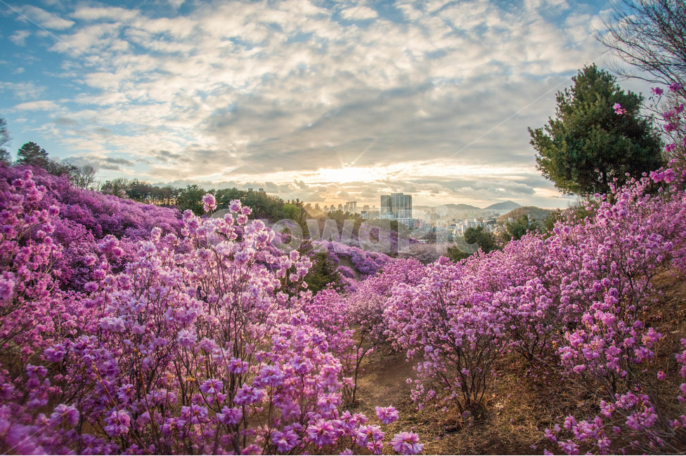 진달래,진달래축제,축제,분홍,핑크,원미산,봄,계절,spring,season,plant,식물