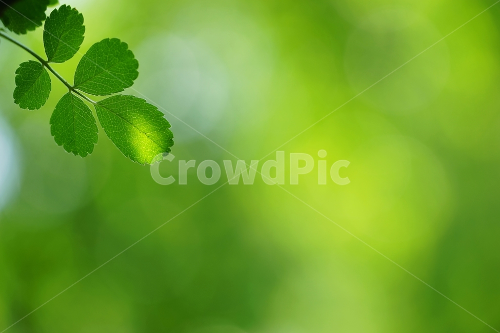 나무잎,나뭇잎,나무,잎새,햇살,식물,자연,plants,nature