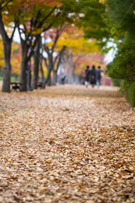 사진,디자인,소스,포토,사진자료,배경,배경사진,백그라운드,한국,동양,아시아,풍경,자연,환경,실외,낮,오후,저녁,식물,나무,가을,도감,9월,10월,11월,낙엽,단풍,공원,여행,산책,단풍구경,단풍놀이,가을여행,가을,계절,fall,autumn,season,ground,바닥,plant,tree,tree trunk,나무 줄기
