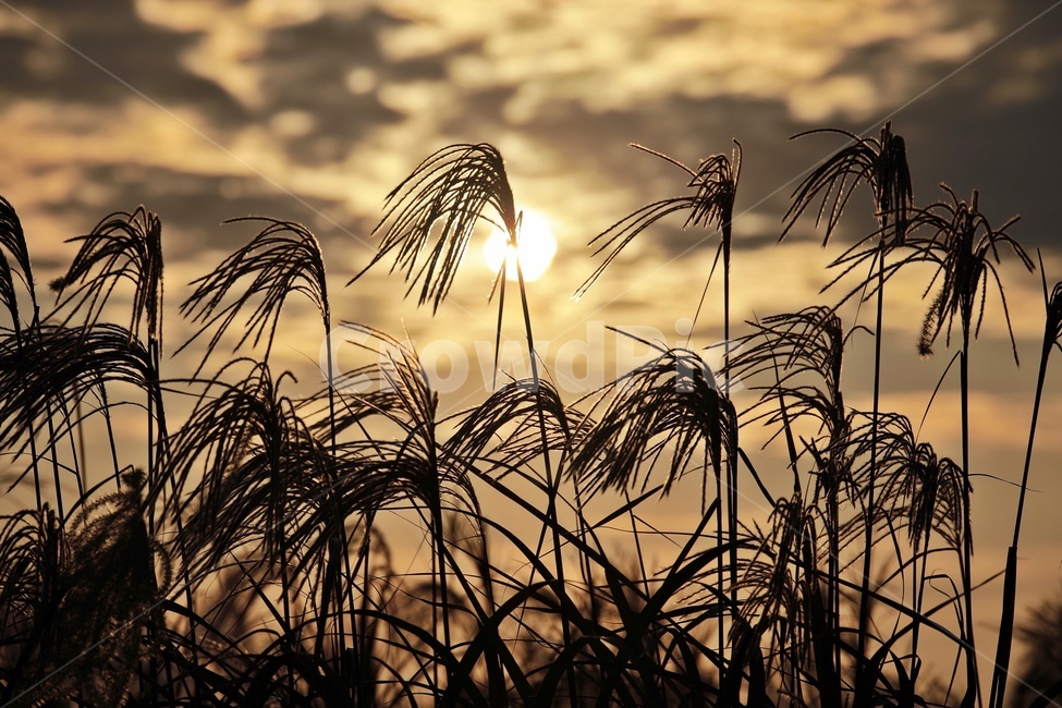 갈대,노을,공원,하늘,구름,reed,park,sky,그림자,실루엣,silhouette,sunset,가을,계절,fall,autumn,season,식물,자연,plants,nature,grass,잔디,plant