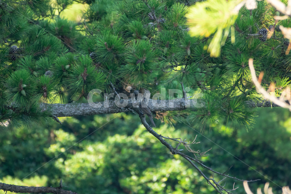 bird,조류,탐조,텃새,철새,새,동물,animal,조류,새,birds