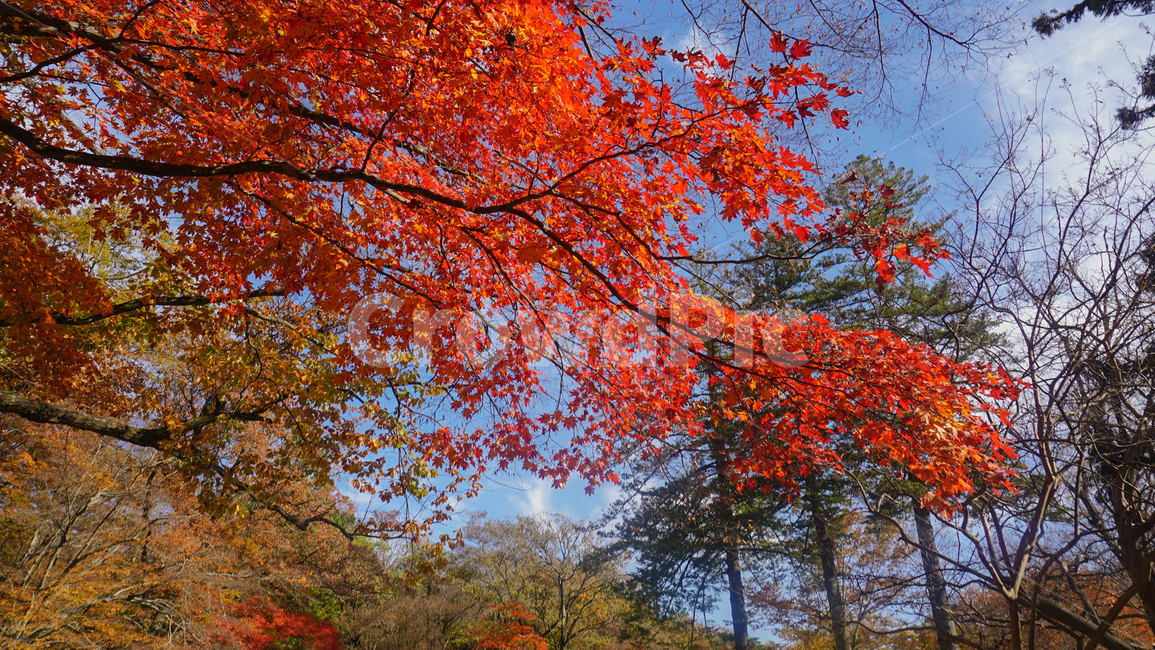 단풍,가을,빨강,자연,나무,nature,landscape,red,fall,가을감성,계절,가을,계절,fall,autumn,season,자연,풍경,nature,landscape,leaf,잎,plant,식물,tree,maple