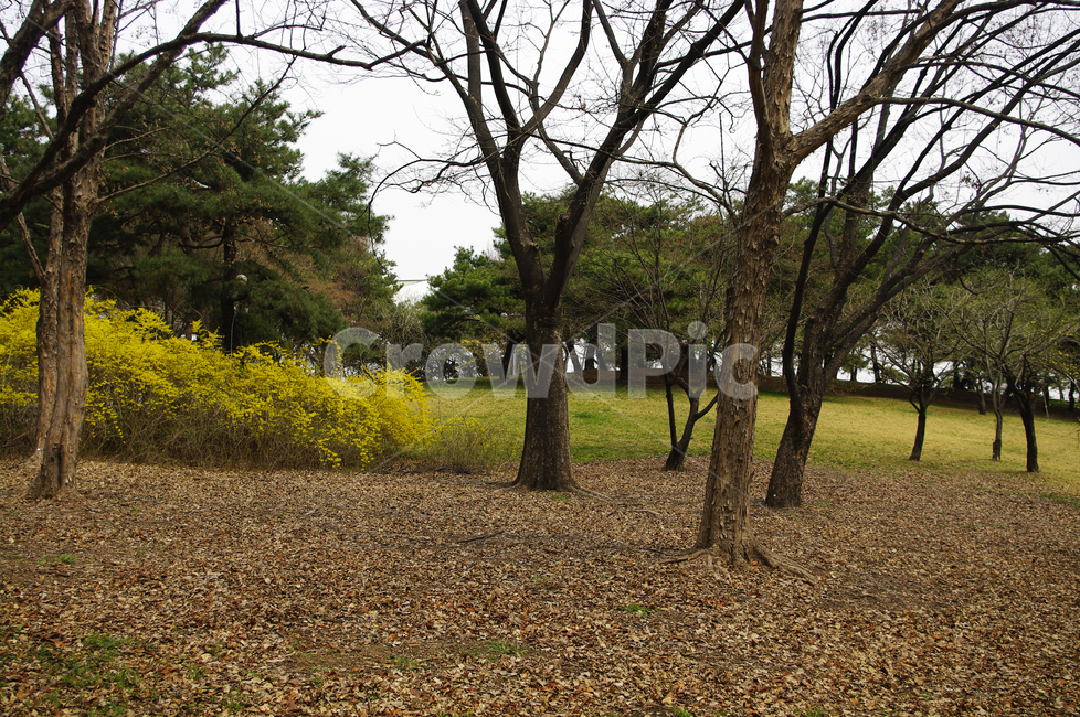 나무,공원,식물,plant,봄,spring,계절,봄,계절,spring,season,자연,풍경,nature,landscape,tree,tree trunk,나무 줄기,ground,바닥