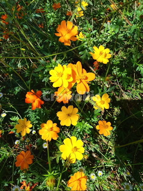 코스모스,꽃,가을꽃,commoncosmos,추영,길국화,식물,plant,식물,자연,plants,nature,꽃,flower