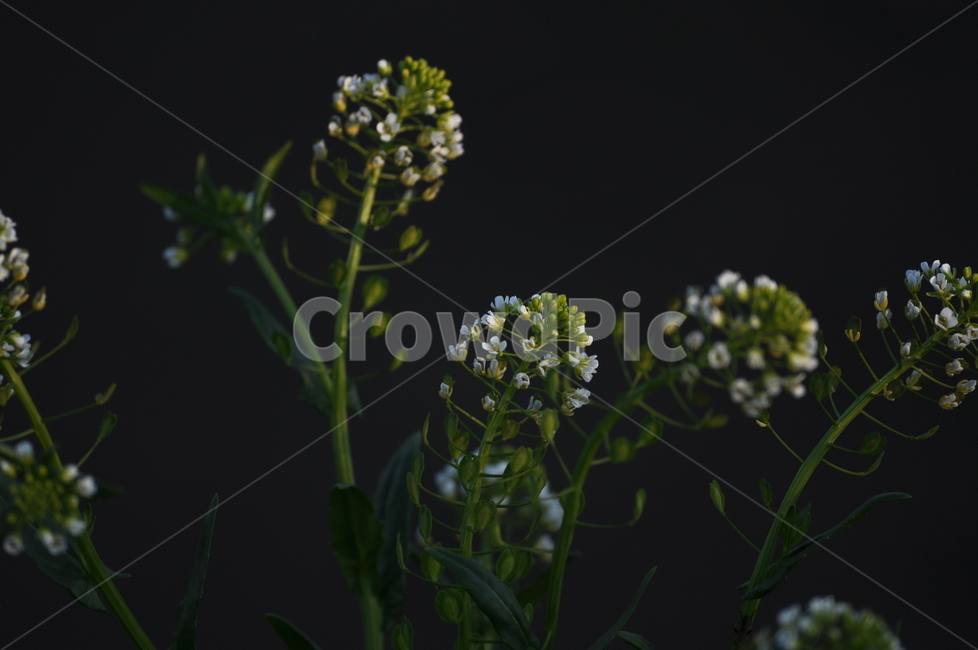 냉이꽃,잡초,어두운배경,식물,꽃,접사,야생화,식물,자연,plants,nature,꽃,flower