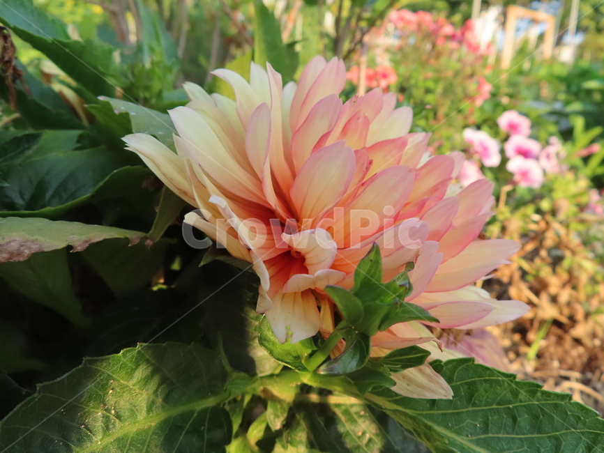 쌍떡잎,식물,꽃,아름다움,주황색,화려한,flowers,beauty,orange,sunny