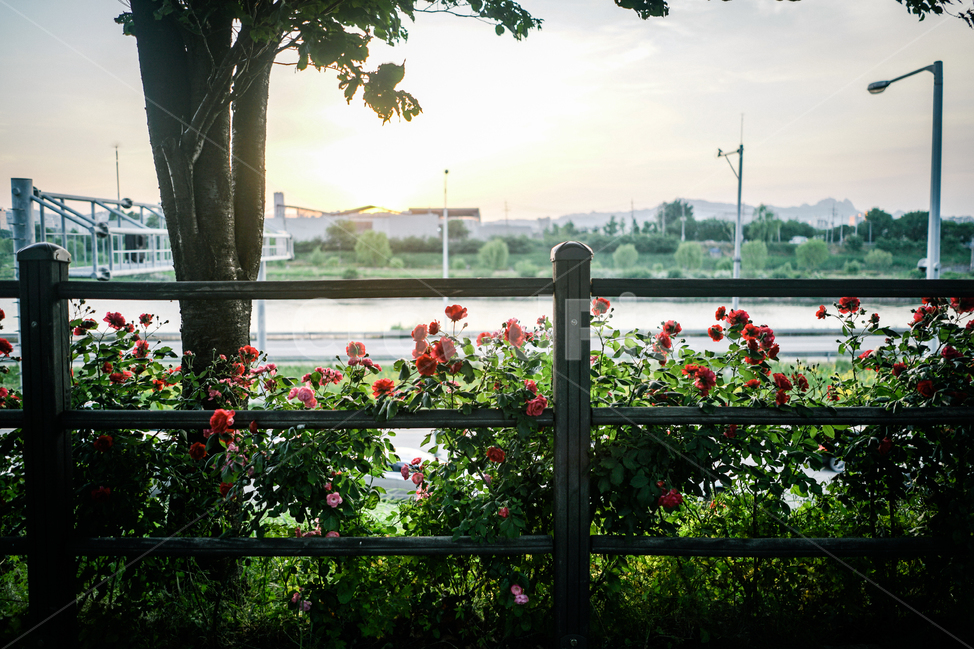 봄,꽃,장미,햇살,5월,spring,flower,rose,sun,light,fence,울타리,봄,계절,spring,season,감성,sensible,feeling,휴식,힐링,rest,relaxation,healing,railing,난간