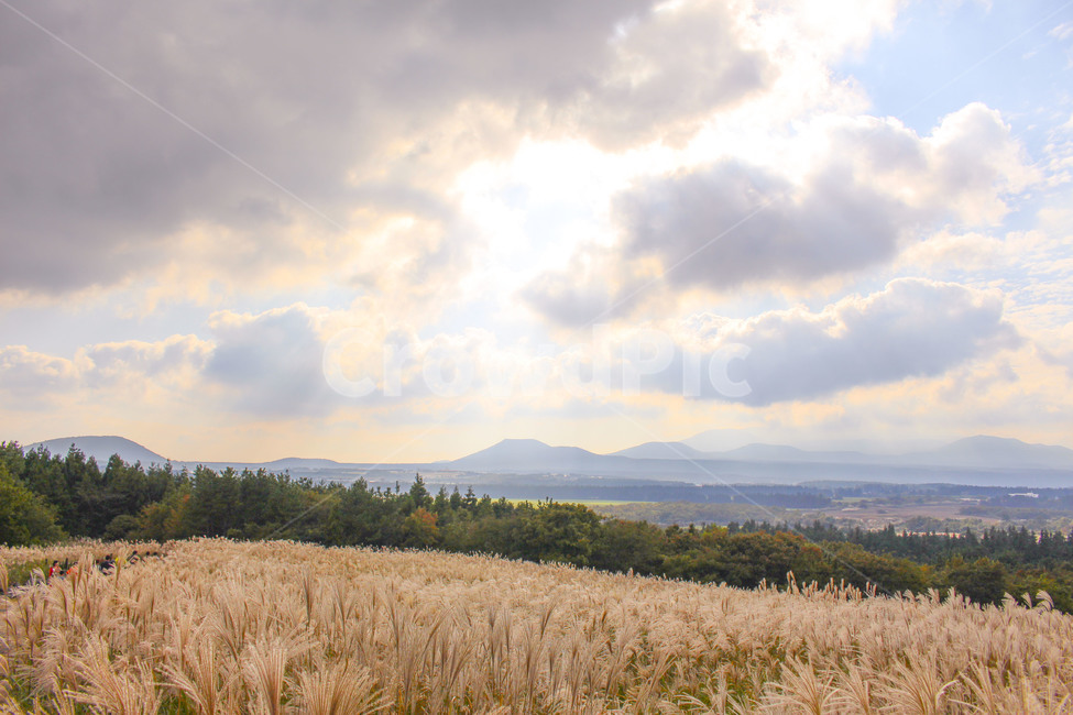 억새,구름,숲,자연,산,오름,산굼부리,제주도,태양,햇빛,자연,풍경,nature,landscape,한국자연풍경,한국자연경관,korea nature landscape,제주도,jeju,jeju island,plant,식물
