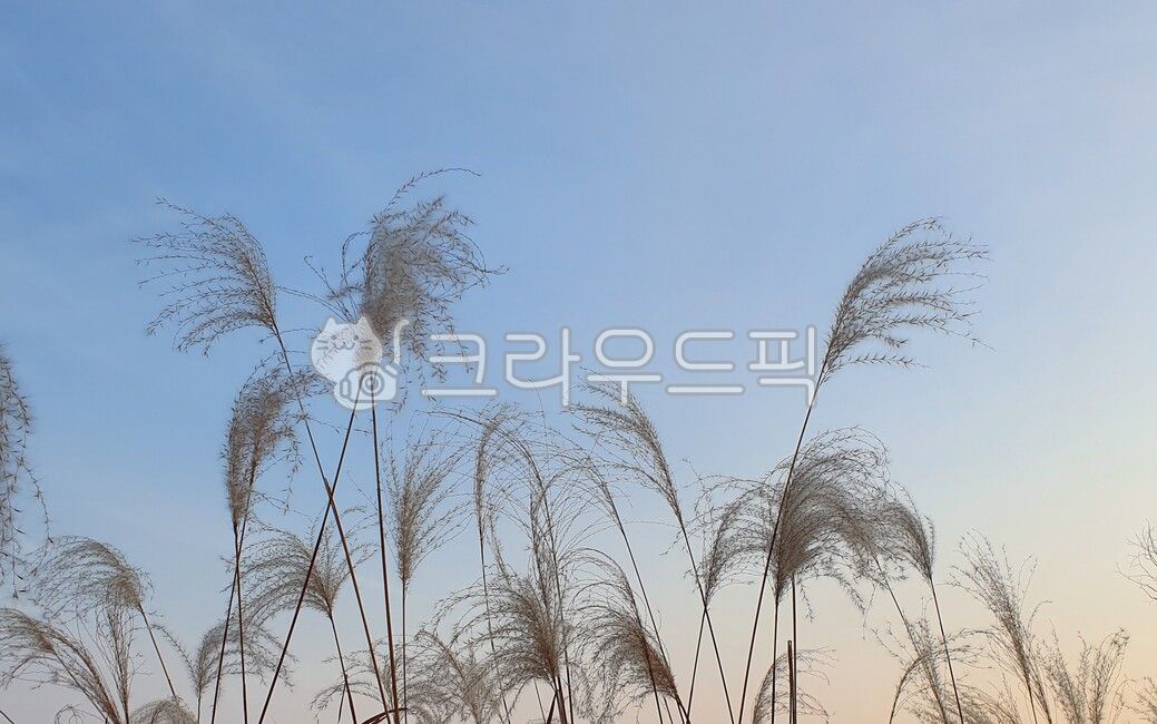 plant, 식물, reed, 갈대, sky, 사진,이미지,일러스트,캘리그라피 - lline작가