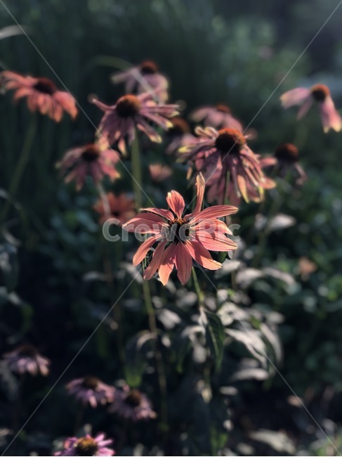 꽃,배경화면,감성사진,flower,여름꽃,여름,야생화,feeling,sensible,matt,garden,nature,beautiful,season,plants,가든,화단