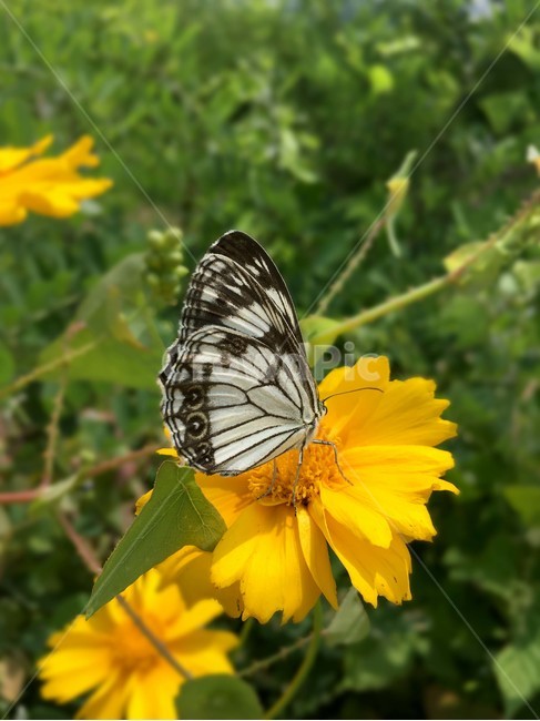 나비,곤충,꽃,식물,자연,산,식물,자연,plants,nature,꽃,flower,동물,animal,곤충,벌레,insect,bug