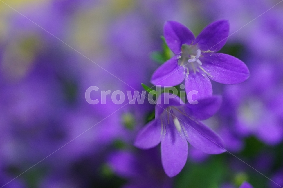 벨플라워,종꽃,봄꽃,화초,식물,자연,풍경,nature,landscape,식물,plants,꽃,flower,plant,blossom,geranium,제라늄