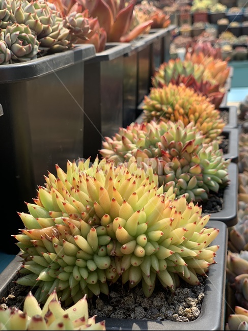 다육,식물,다육이,화분,농장,식물,자연,plants,nature