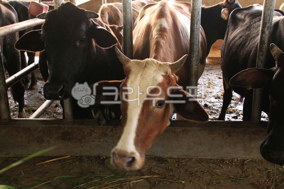 cow, 소, 목장, 가축, 동물, 사진,이미지,일러스트,캘리그라피 - 이준성작가