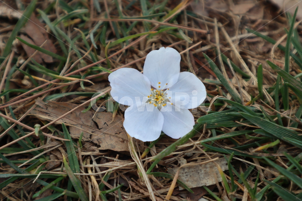 cherryblossoms,flower,꽃잎,벚꽃잎,벚꽃