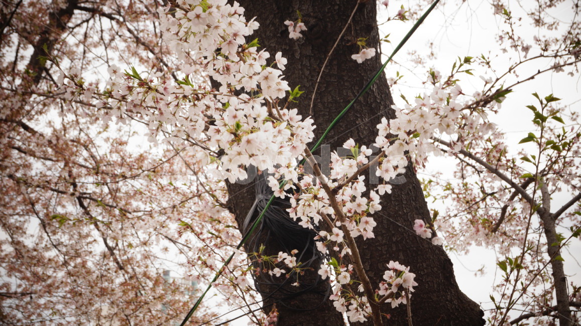 봄,벚꽃,계단,낭만적,분위기,개나리,설렘,첫시작,봄,계절,spring,season,식물,자연,plants,nature,꽃,flower,plant,cherry blossom,blossom