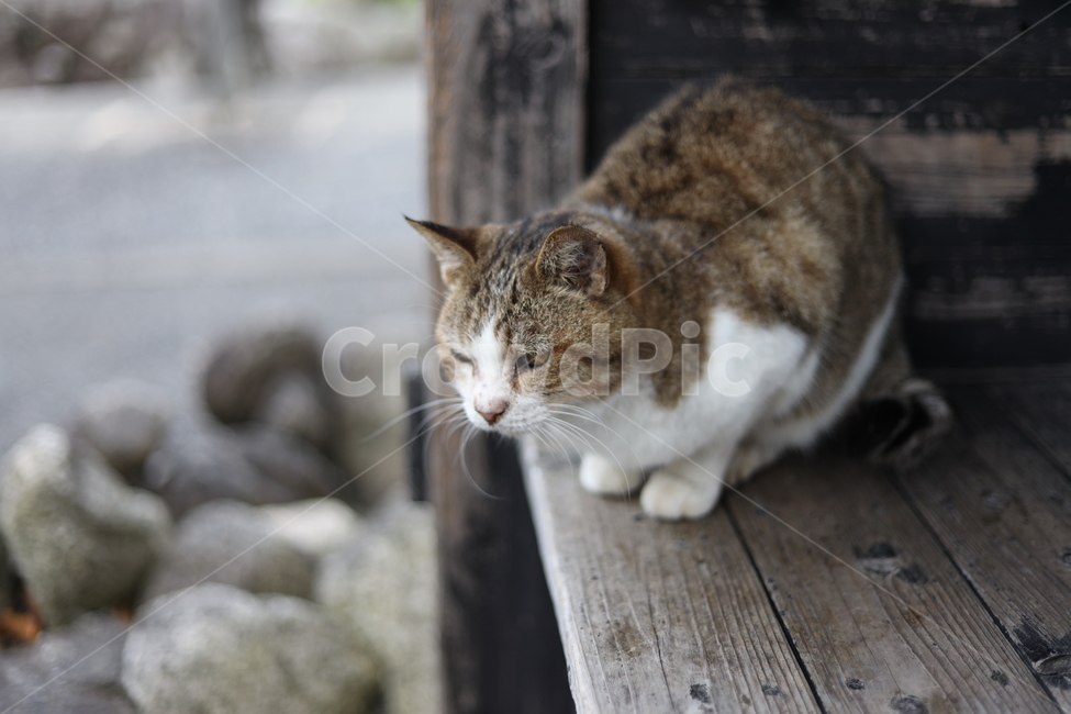 고양이,냥이,귀여움,온순한,나무의자,얌전한,동물,아기고양이,네코,영물,동물,animal,포유류,mammal,고양이,cat,kitten,kitty