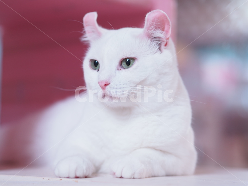 Meow,kitty,Pets,kitten,mammal,cat,cuteness,animal,butler,American Curl,pet