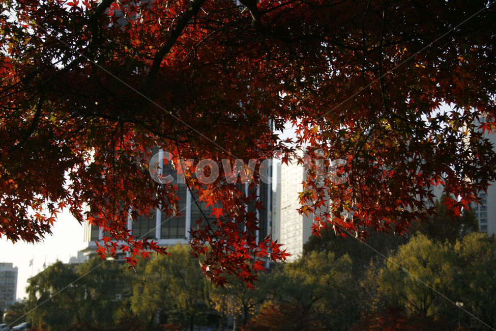 가을,단풍,풍경,나무,잎,가을,계절,fall,autumn,season,leaf,plant,식물,tree,maple