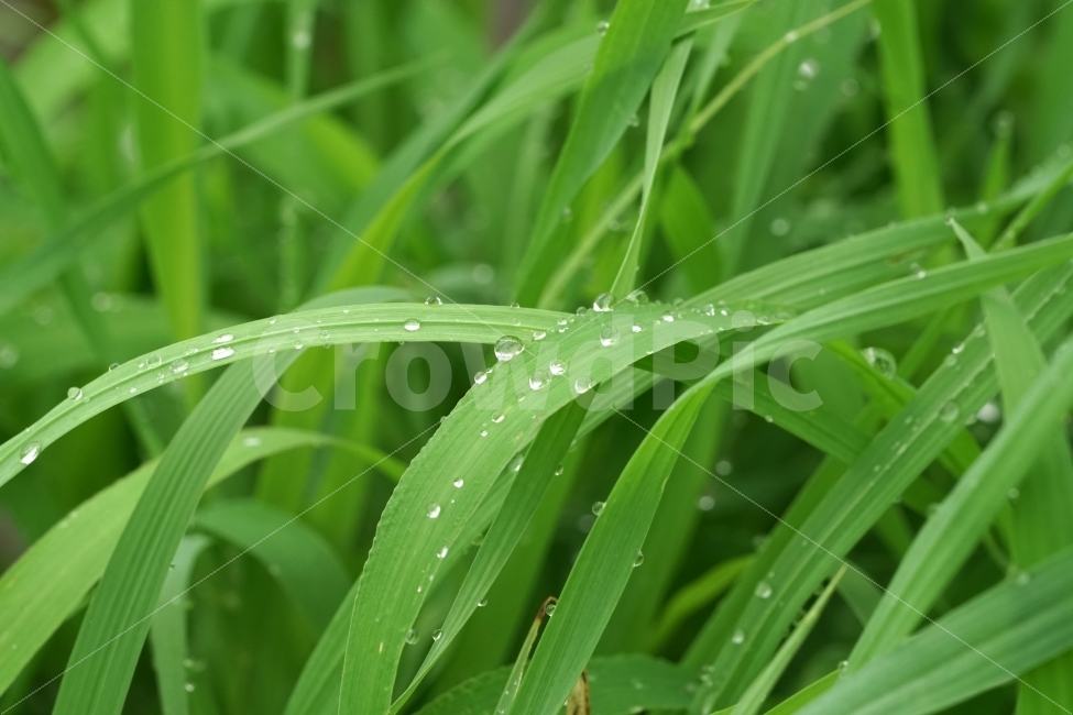물방울,빗방울,이슬,식물,이파리,자연,비,비온후,아침,흐림,nature,waterdrop,raindrop,빗물,풀,풀잎,감성,감성사진,힐링,힐링사진,느낌,분위기,신비,신비한,신비로운,유리,구슬,투명한,투명,유리구슬,싱그러운,싱그럽다,싱싱한,싱싱하다,물기,수분,축축한,축축하다,축축,젖은,젖다,한국자연,한국의자연,snap,snapshot,스냅,스냅사진,스넵,스넵사진,풍경,landscape,시골,country,비,비오는날,rain,rainy,식물,자연,plants,nature