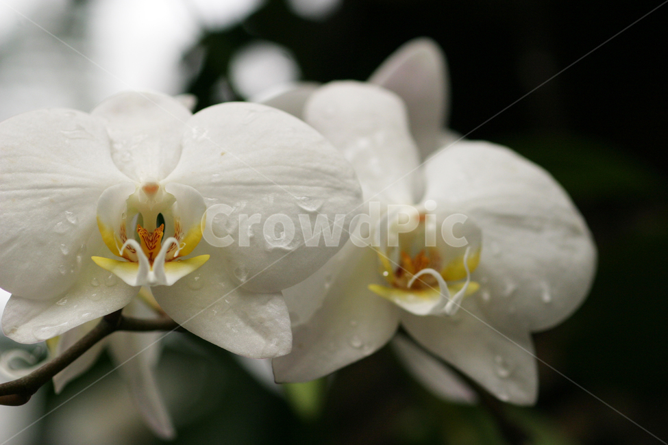 호접란,꽃사진,꽃,이슬,꽃이슬,식물,자연,plants,nature,꽃,flower