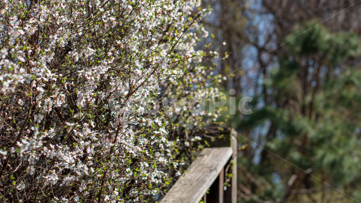 벚꽃,봄꽃,봄,자연,계절,season,spring,cherryblossoms,꽃축제,봄날,화려한,예쁜,핑크색,하얀색,파란색,파란하늘,flower,nature,garden,beautiful,공원,바탕,정원,봄하늘,나무,가로수