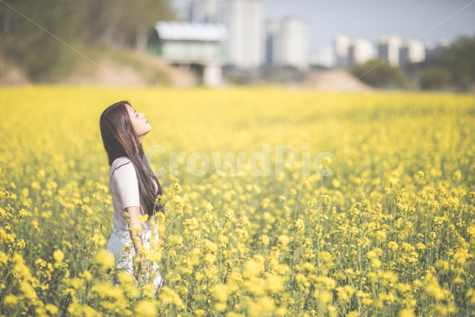 유채꽃,꽃,노랑,사람,여자,인물,풍경,들판,flower,yellow,human,girl,portrait,landscape,field,자연,nature,사람,인물,인간,human,person,여성,여자,woman,female,lady,감성,sensible,feeling