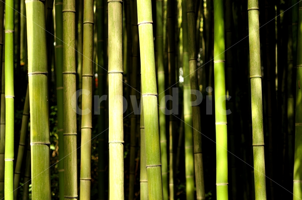 대나무,따뜻한,매직아워,마디,담양,죽녹원,식물,자연,plants,nature,나무,trees,wood
