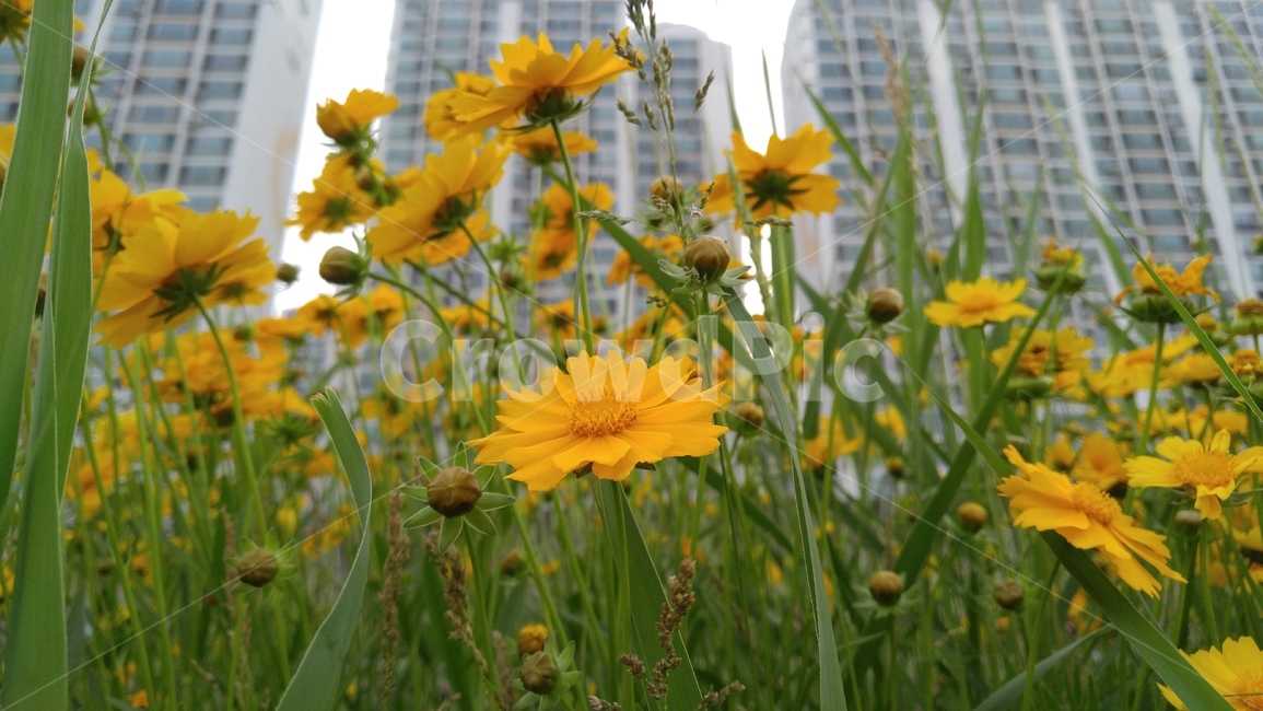 큰금계국,국화,꽃,노랑꽃,노랑색,식물,녹색,감성,배경,계절,chrysanthemun,flower,yellowflower,yellow,flant,green,emotional,background,season