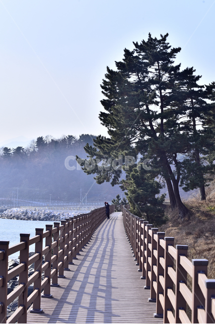 데크,해안가,바닷가,소나무,길,산책로,목재,사람,힐링,옥외,야외,아웃도어,난간,handrail,배경,바탕,백그라운드