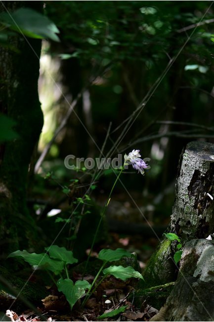 일월비비추,야생화,식물,자연,여름,생태,꽃,힐링,플라워,wildflower,flower,plants,nature,season,감성,느낌,emotion,feeling,여러해살이풀,백합과,비비추속,식물,자연,plants,nature,꽃,flower