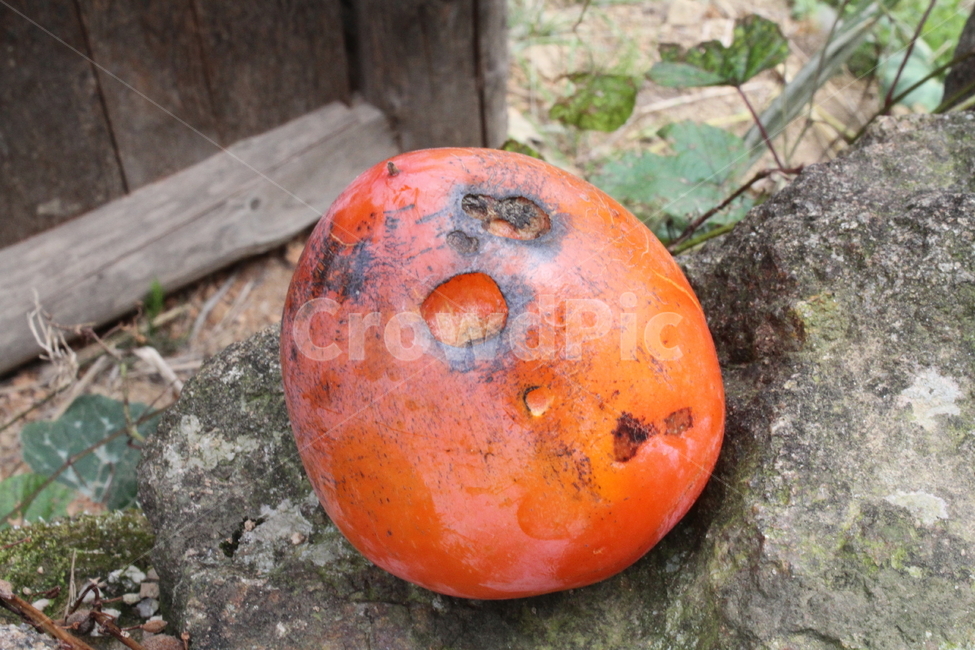 감,홍시,대봉감,농작물,persimmon,fruit,음식,식재료,요리,food,cook,meal,dishes,food reserves,과일,열매,fruit