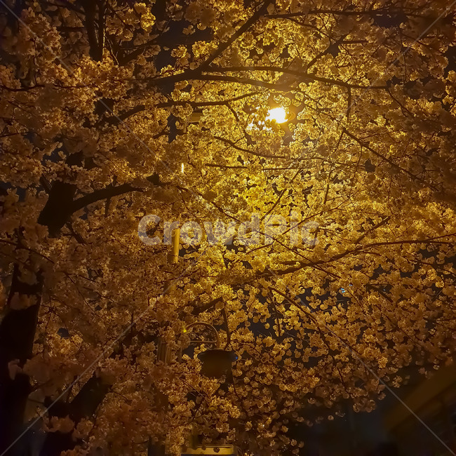 벚꽃,야경,봄,꽃,나무,밤,cherryblossom,nightview,spring,flower,봄,계절,spring,season,야경,밤,풍경,nightscape,night,landscape,tree,plant,식물