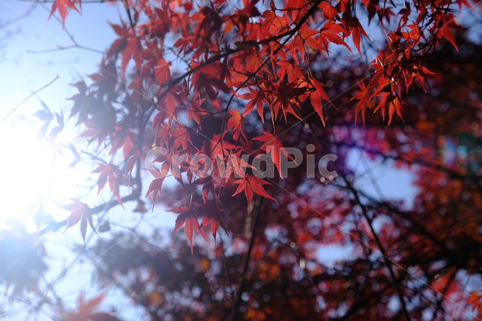 leaf,잎,plant,식물,tree,나무,maple,단풍