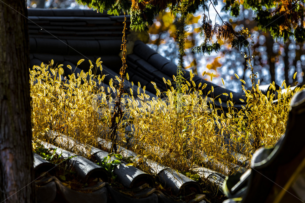 강아지풀,전통가옥,기와지붕,한욱,가을,풍경,기와,전통건축물,가을,계절,fall,autumn,season,한국전통,한국문화,korean traditional,korean culture