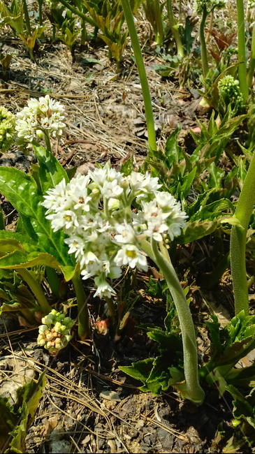 식물,꽃,plant,blossom,flower,장장포,부처손,돌단풍,노호장