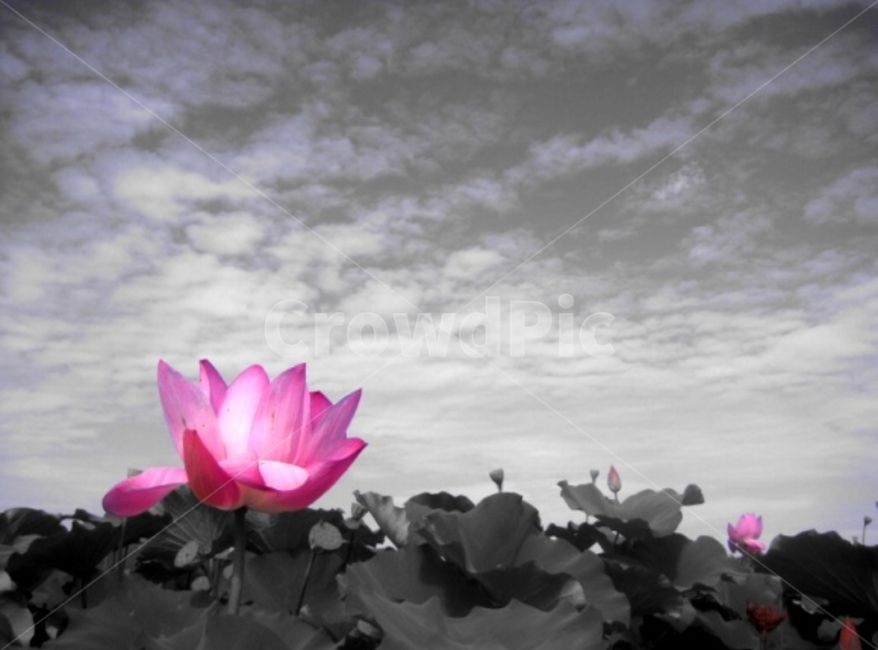 연꽃,분홍,계절,꽃,flower