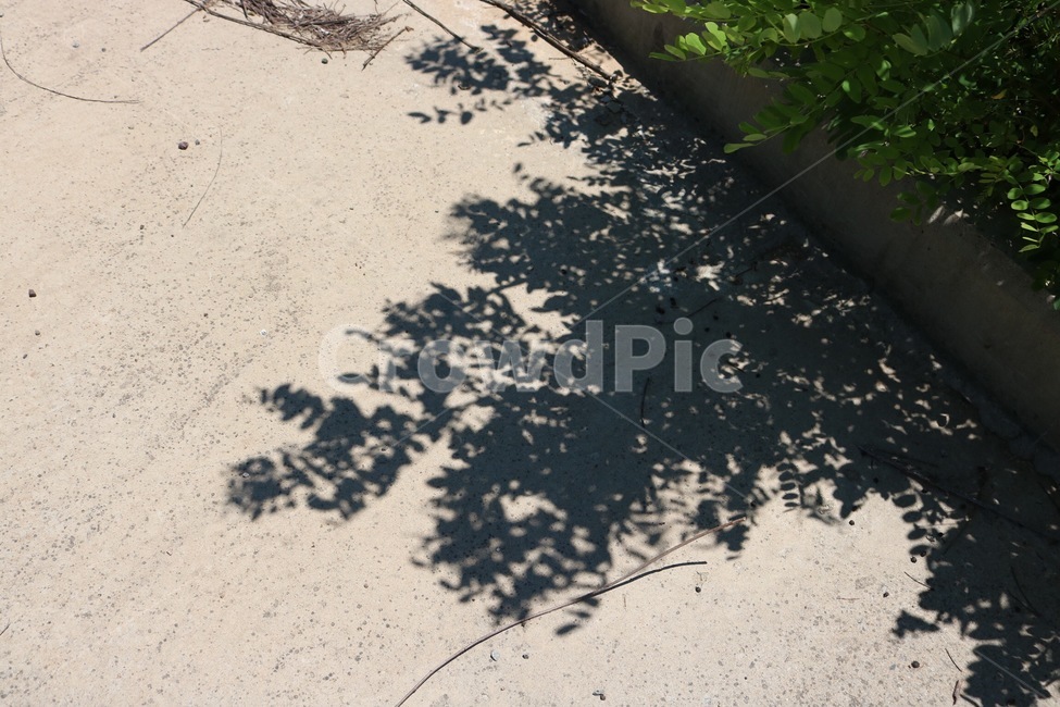 여름,햇빛,그림자,식물,초록,검정,감성,summer,natsu,sunlight,hizashi,shadow,kage,plants,shokubutsu,black,kuro,자연,풍경,nature,landscape