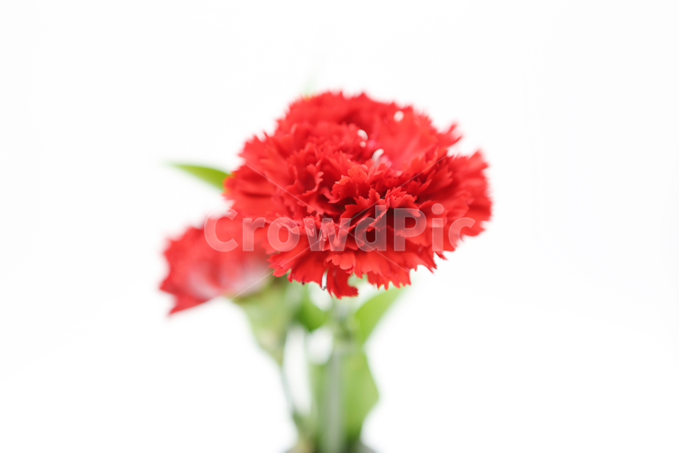 카네이션,carnation,꽃,어버이날,가족,family,flower,축하,기념일,사랑,스승의날,학교,교육,자연,식물,화분,이벤트,시즌,누끼,색상,색감,school,접사,식물,자연,plants,nature,꽃,flower,가족,패밀리,family,기념일,축하,anniversary,congratulation,celebrate,celebration,교육,학교,공부,education,learning,study,school,누끼,remove background