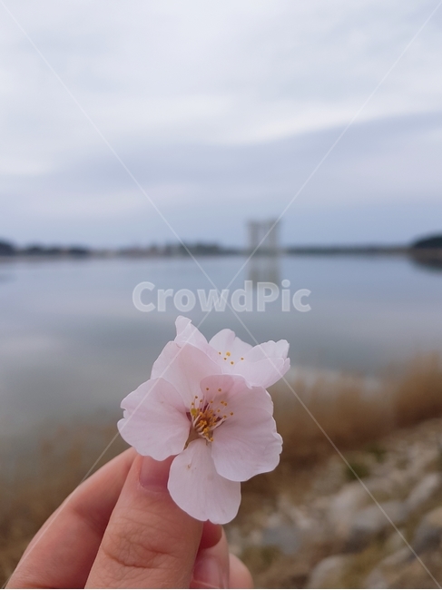 벚꽃,꽃,봄,꽃든손,벛꽃든손