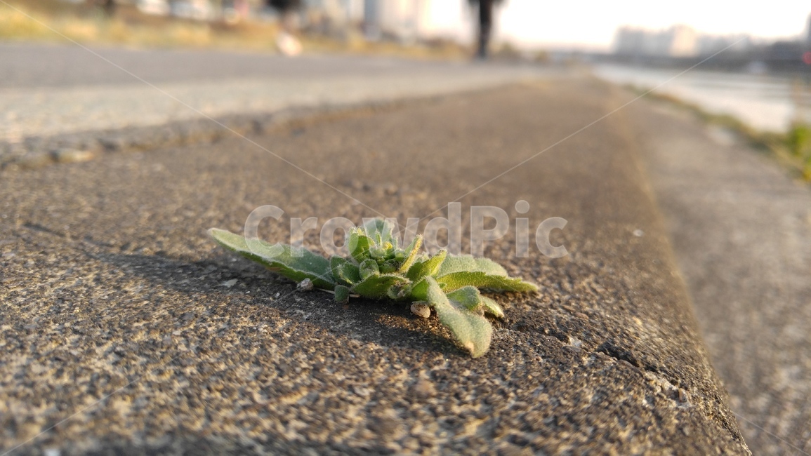 풀,잡초,녹색,그린,식물,아스팔트,회색,grass,weeds,green,asphalt,gray,plants,식물,자연,plants,nature