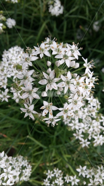 부추꽃,들꽃,야초,흰꽃,약초,식물,자연,plants,nature,꽃,flower