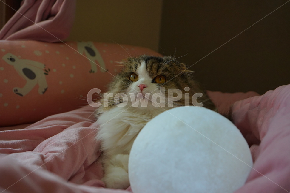 고양이,귀여움,눈,달,자연